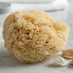 Natural Sea Sponge