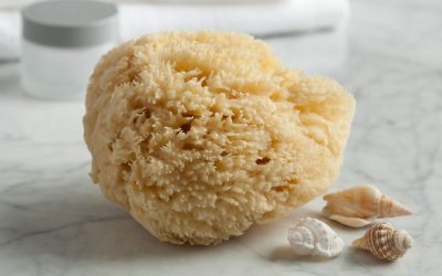 Natural Sea Sponge
