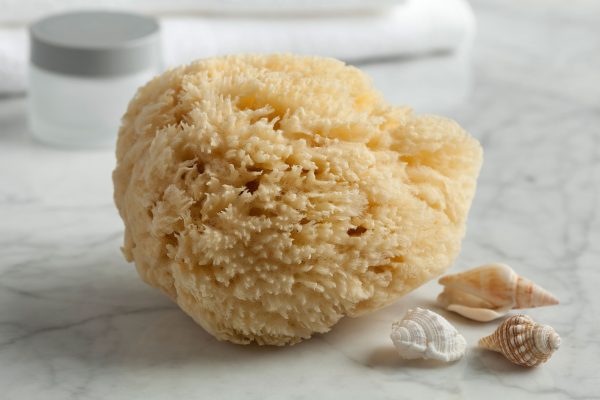 Natural Sea Sponge