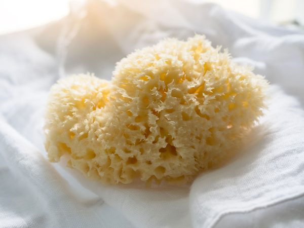 Natural Sea Sponge - Image 2